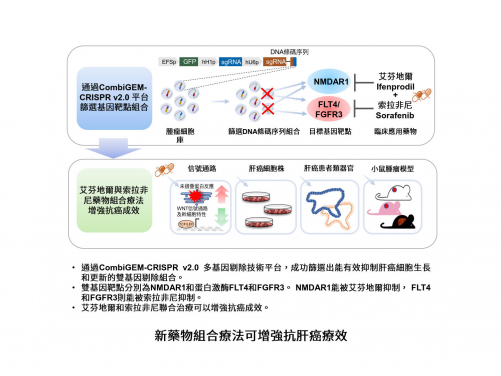 HKUMed research team identifies new drug combo for liver cancer  via CRISPR-Cas9 screen